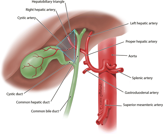 cystic duct